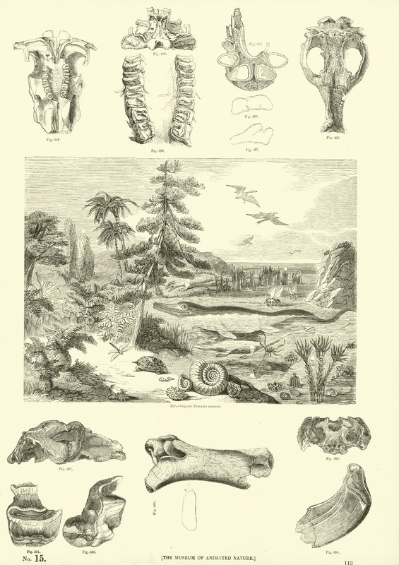 Página del Museo Pictórico de la Naturaleza Animada de English School
