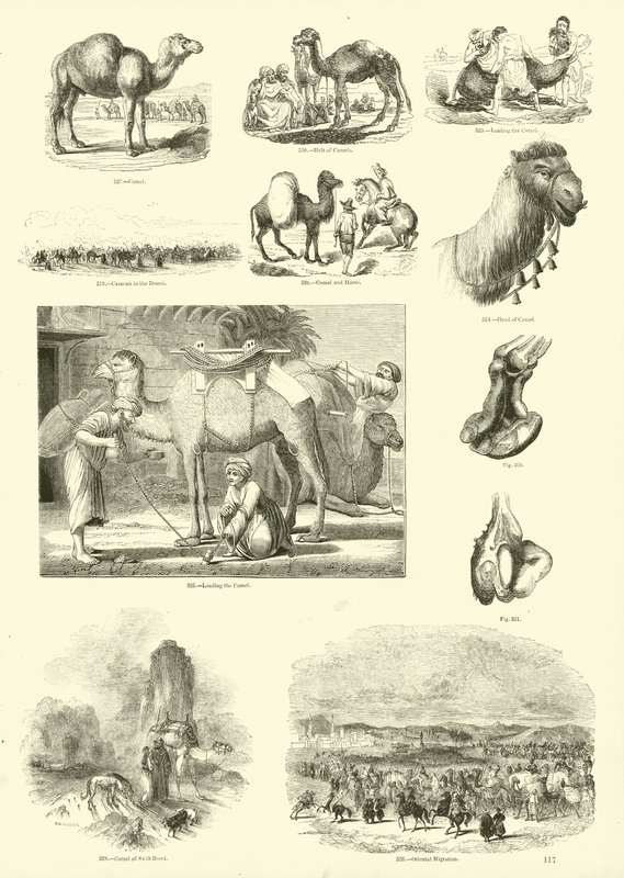 Página del Museo Pictórico de la Naturaleza Animada de English School