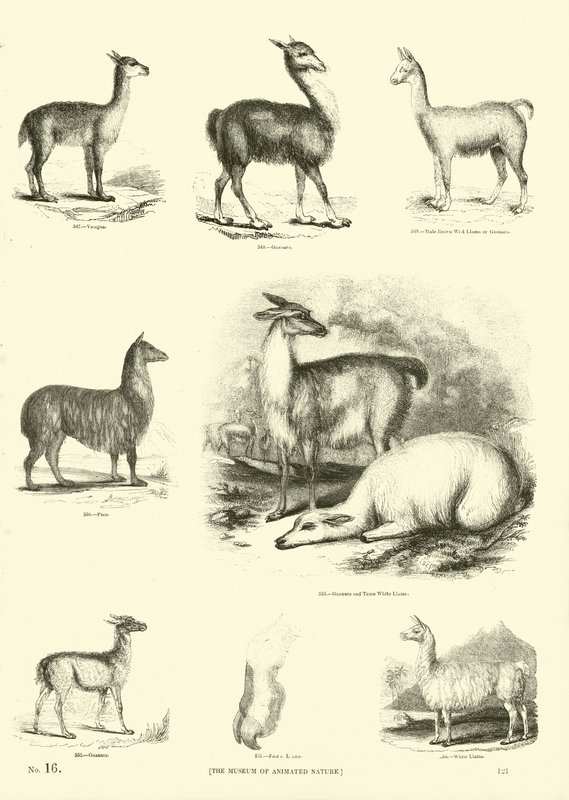 Página del Museo Pictórico de la Naturaleza Animada de English School
