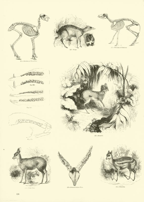 Página del Museo Pictórico de la Naturaleza Animada de English School