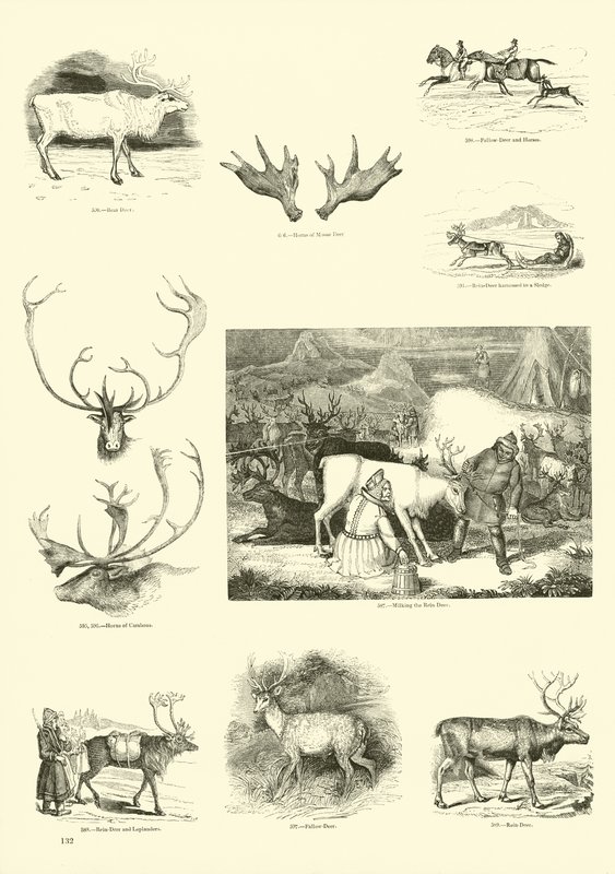 Página del Museo Pictórico de la Naturaleza Animada de English School