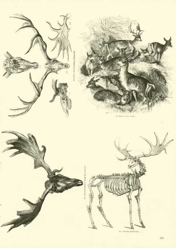 Página del Museo Pictórico de la Naturaleza Animada de English School