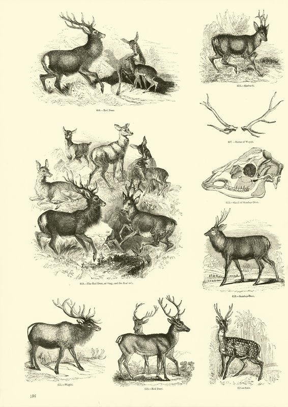 Página del Museo Pictórico de la Naturaleza Animada de English School