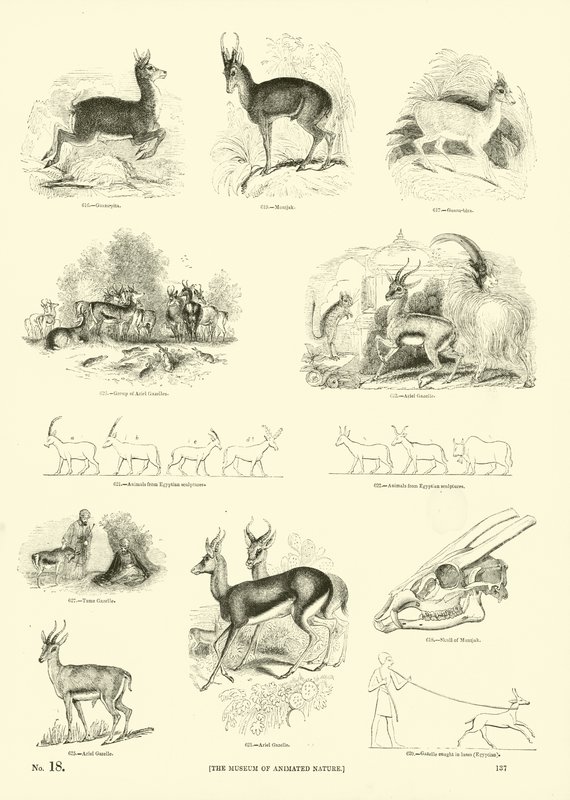 Página del Museo Pictórico de la Naturaleza Animada de English School