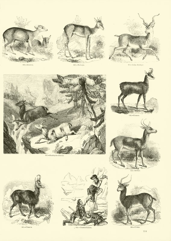 Página del Museo Pictórico de la Naturaleza Animada de English School