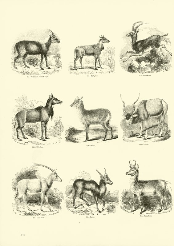 Página del Museo Pictórico de la Naturaleza Animada de English School