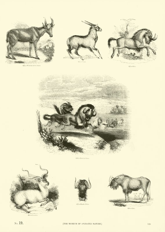 Página del Museo Pictórico de la Naturaleza Animada de English School