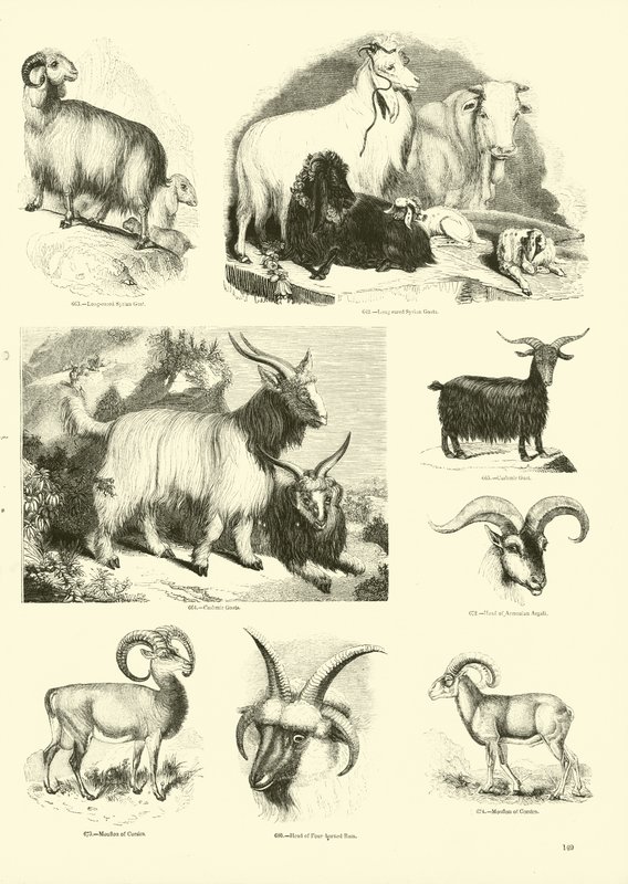 Página del Museo Pictórico de la Naturaleza Animada de English School
