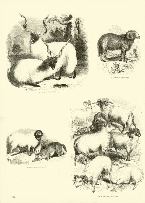 Página del Museo Pictórico de la Naturaleza Animada de English School