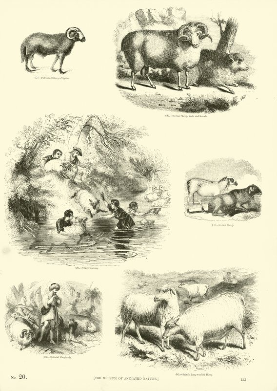 Página del Museo Pictórico de la Naturaleza Animada de English School