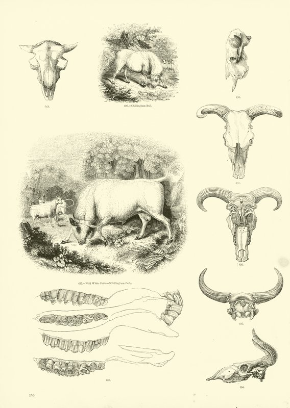 Página del Museo Pictórico de la Naturaleza Animada de English School