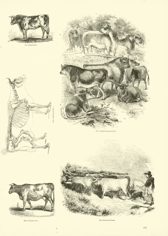 Página del Museo Pictórico de la Naturaleza Animada de English School