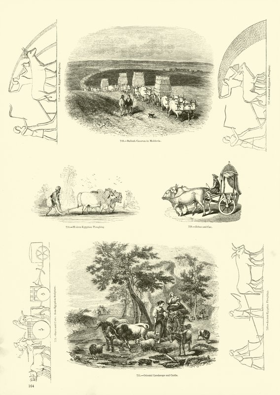Página del Museo Pictórico de la Naturaleza Animada de English School
