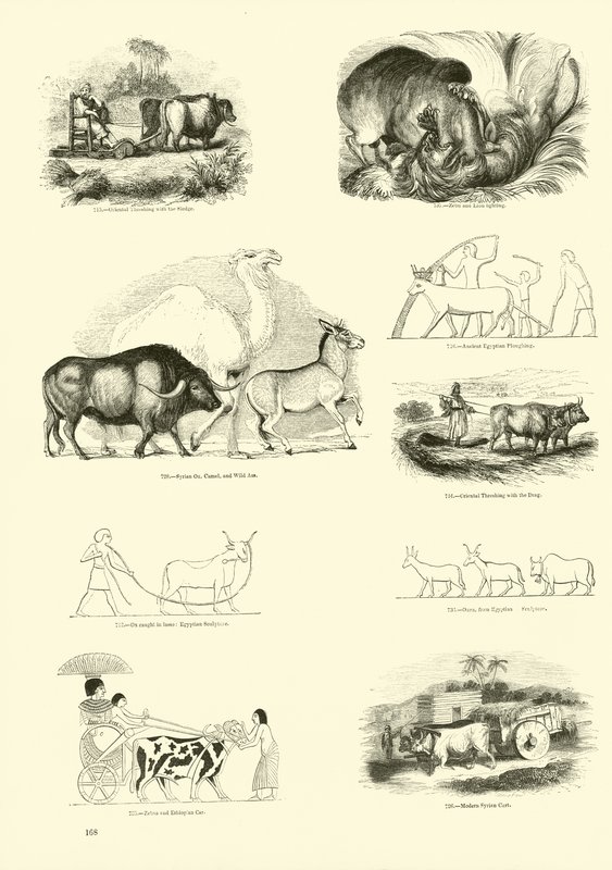 Página del Museo Pictórico de la Naturaleza Animada de English School