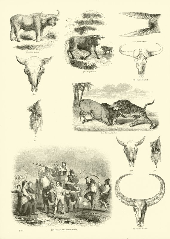Página del Museo Pictórico de la Naturaleza Animada de English School