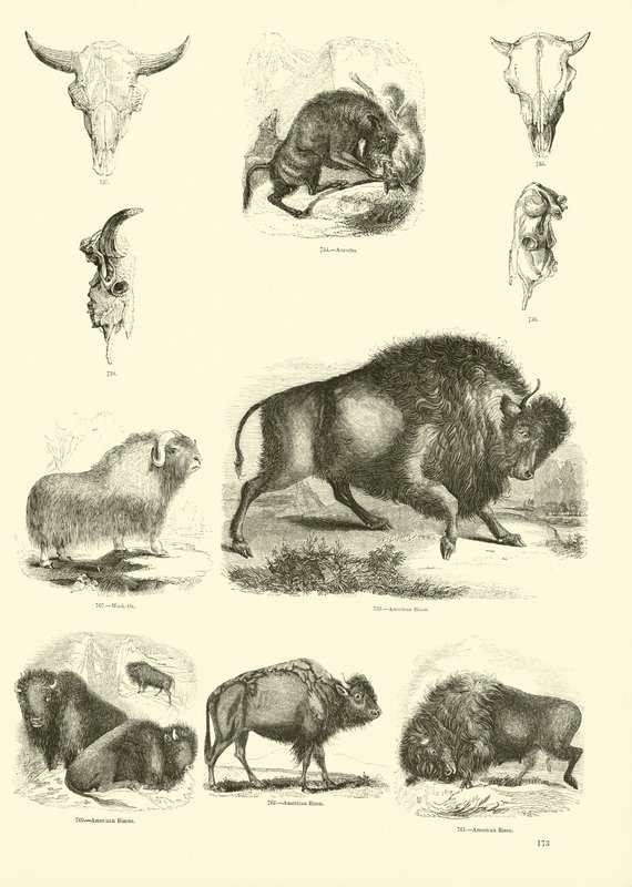 Página del Museo Pictórico de la Naturaleza Animada de English School