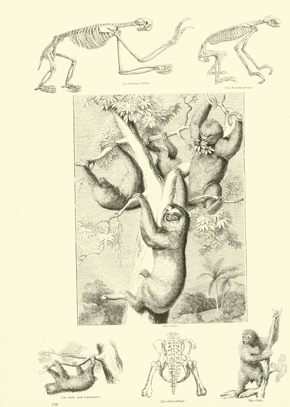 Página del Museo Pictórico de la Naturaleza Animada de English School