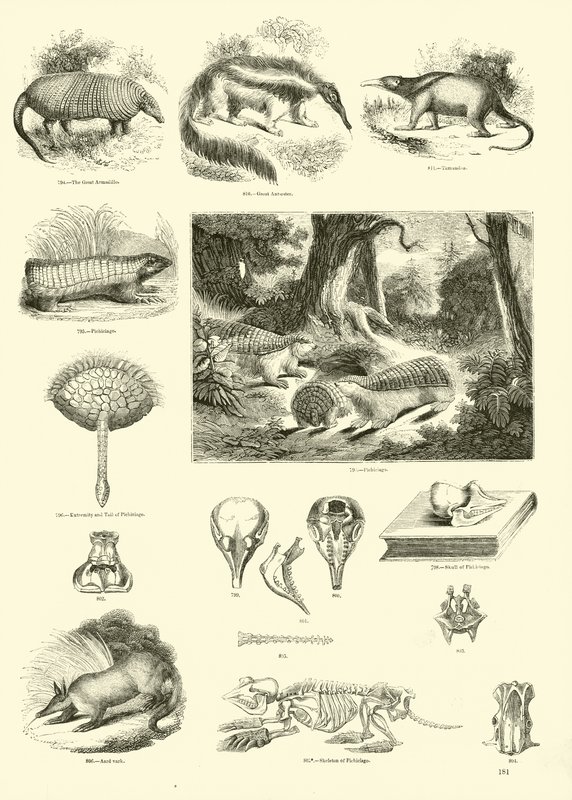 Página del Museo Pictórico de la Naturaleza Animada de English School