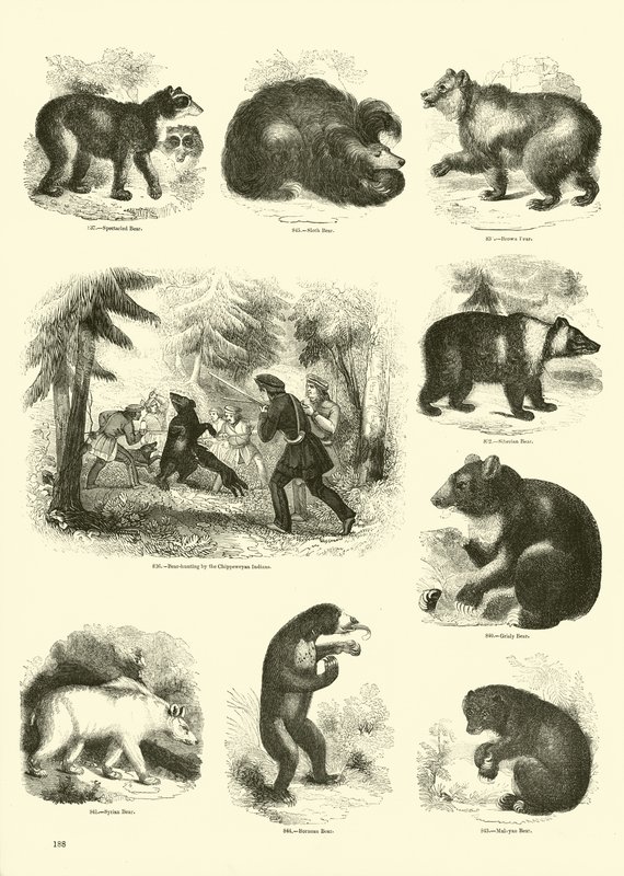 Página del Museo Pictórico de la Naturaleza Animada de English School