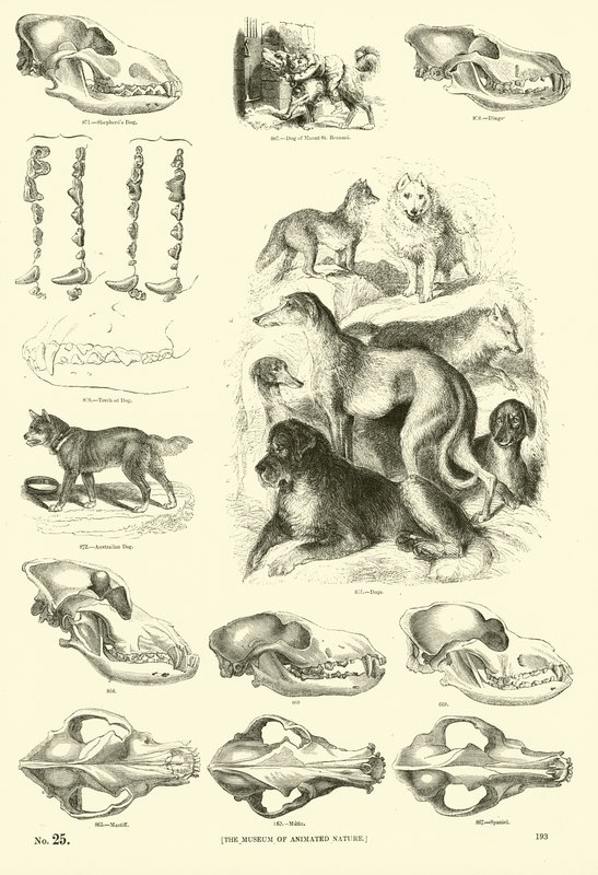 Página del Museo Pictórico de la Naturaleza Animada de English School
