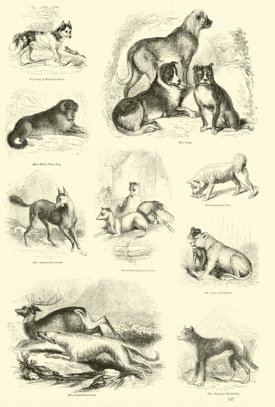 Página del Museo Pictórico de la Naturaleza Animada de English School
