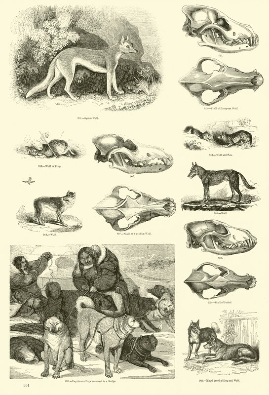 Página del Museo Pictórico de la Naturaleza Animada de English School