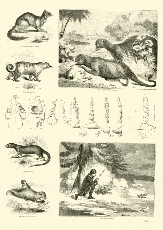 Página del Museo Pictórico de la Naturaleza Animada de English School