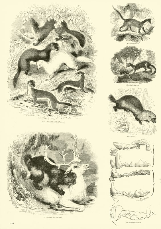 Página del Museo Pictórico de la Naturaleza Animada de English School