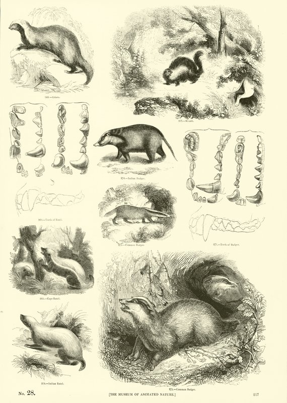 Página del Museo Pictórico de la Naturaleza Animada de English School