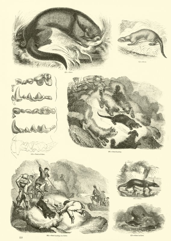 Página del Museo Pictórico de la Naturaleza Animada de English School