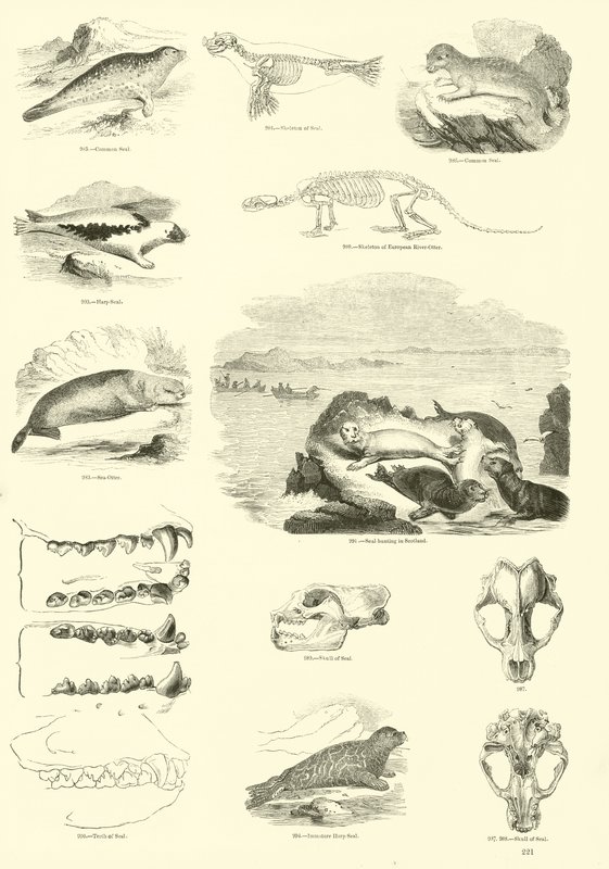 Página del Museo Pictórico de la Naturaleza Animada de English School