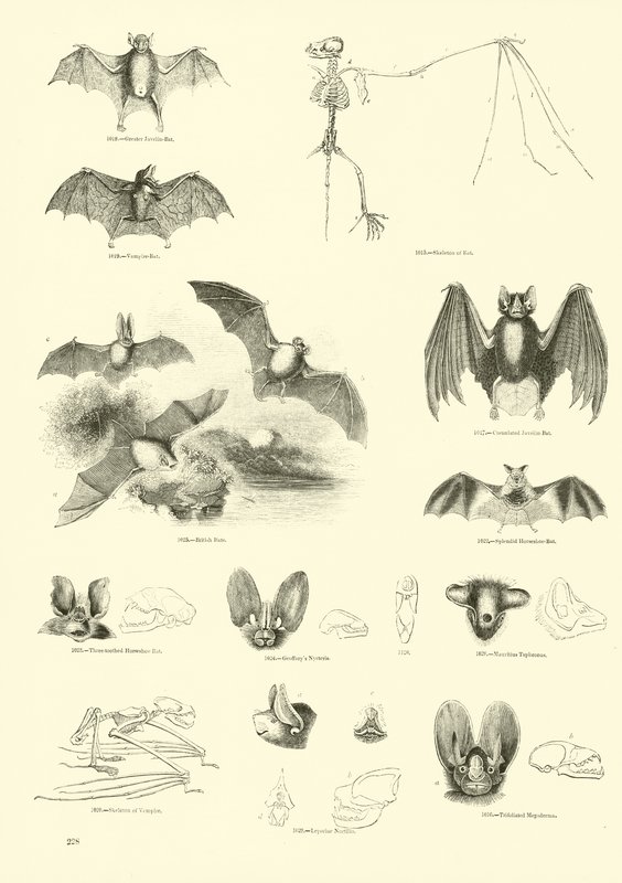 Página del Museo Pictórico de la Naturaleza Animada de English School