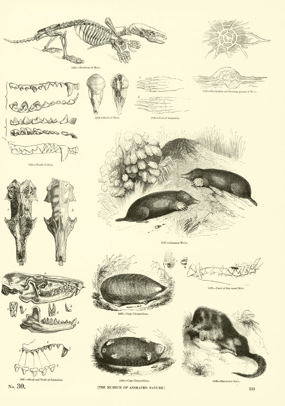 Página del Museo Pictórico de la Naturaleza Animada de English School