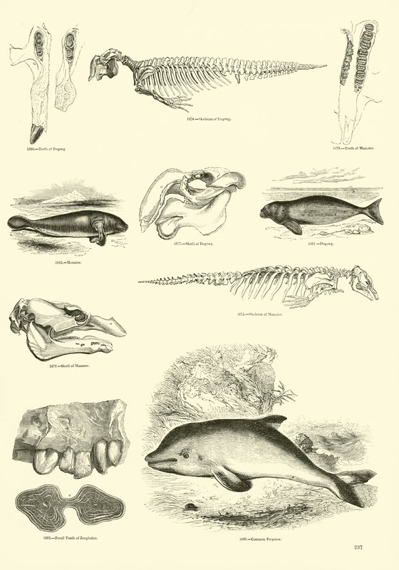 Página del Museo Pictórico de la Naturaleza Animada de English School