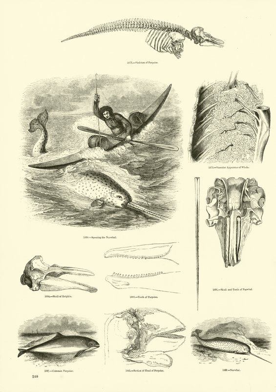 Página del Museo Pictórico de la Naturaleza Animada de English School