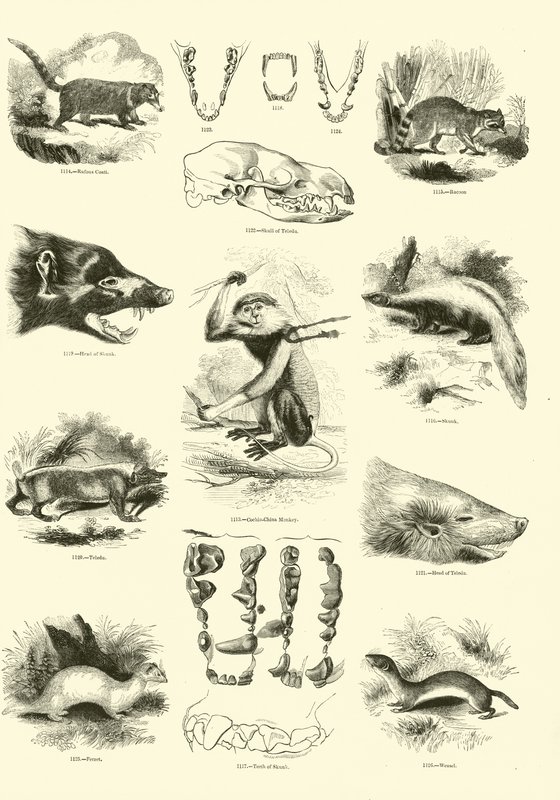 Página del Museo Pictórico de la Naturaleza Animada de English School