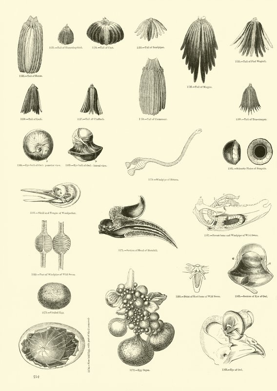 Página del Museo Pictórico de la Naturaleza Animada de English School