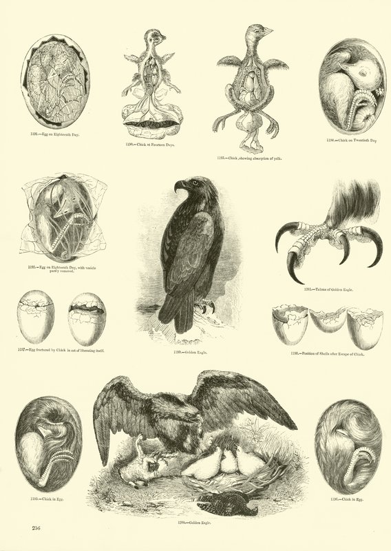 Página de El Museo Pictórico de la Naturaleza Animada de English School
