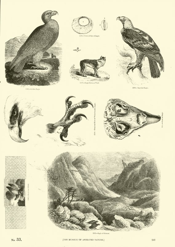 Página de El Museo Pictórico de la Naturaleza Animada de English School