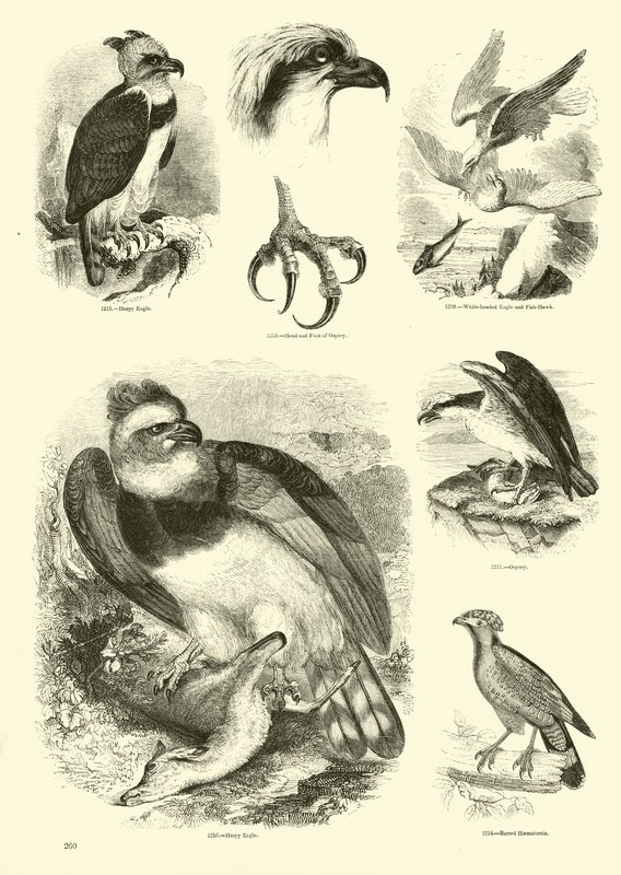 Página de El Museo Pictórico de la Naturaleza Animada de English School