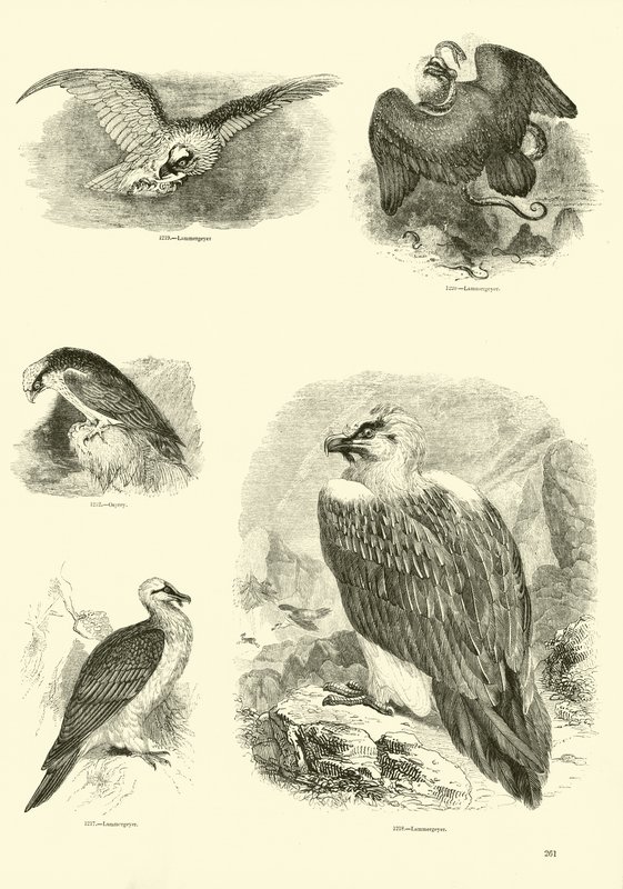 Página de El Museo Pictórico de la Naturaleza Animada de English School