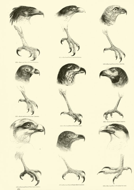 Página de El Museo Pictórico de la Naturaleza Animada de English School