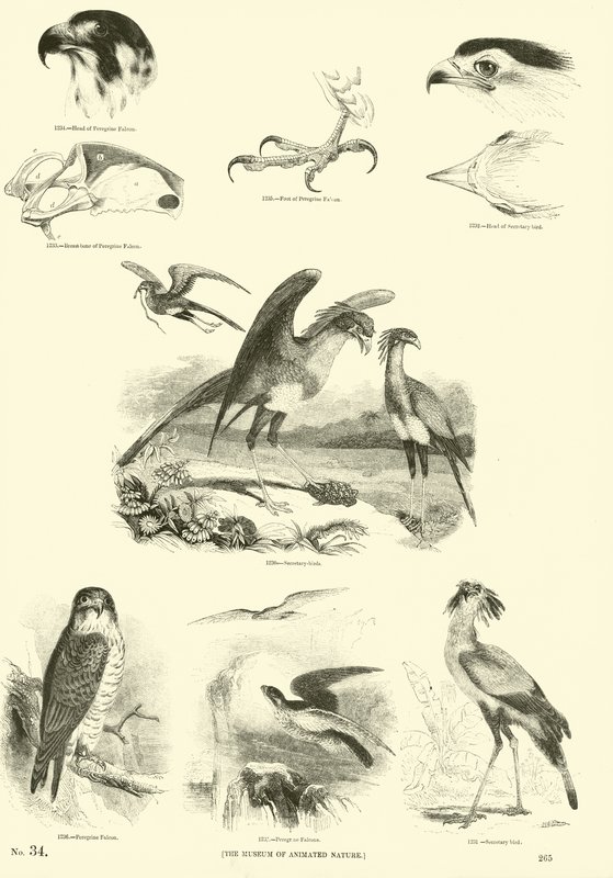 Página de El Museo Pictórico de la Naturaleza Animada de English School
