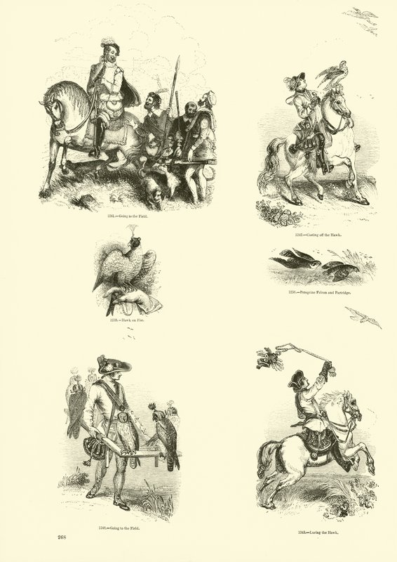 Página de El Museo Pictórico de la Naturaleza Animada de English School