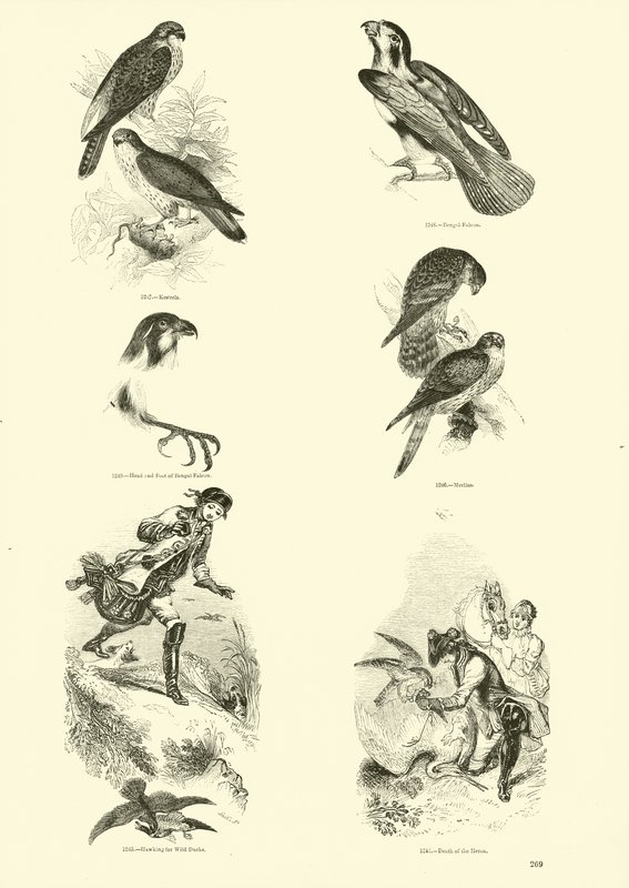Página de El Museo Pictórico de la Naturaleza Animada de English School