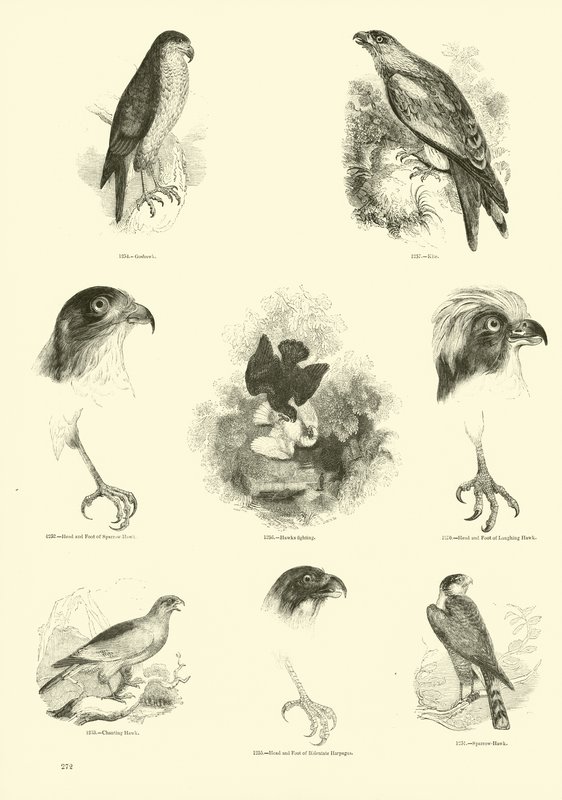 Página de El Museo Pictórico de la Naturaleza Animada de English School