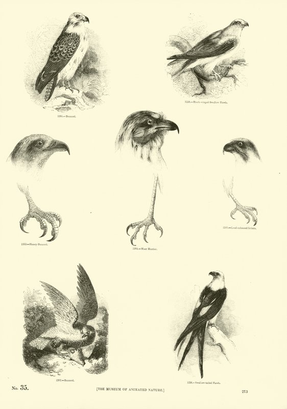 Página de El Museo Pictórico de la Naturaleza Animada de English School