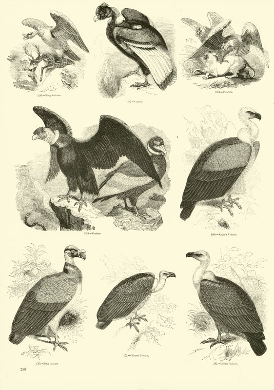 Página de El Museo Pictórico de la Naturaleza Animada de English School