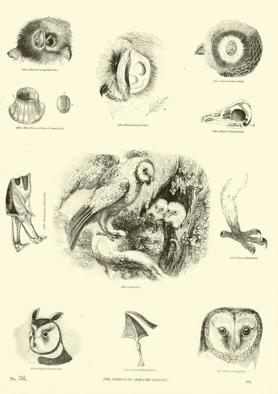 Página de El Museo Pictórico de la Naturaleza Animada de English School