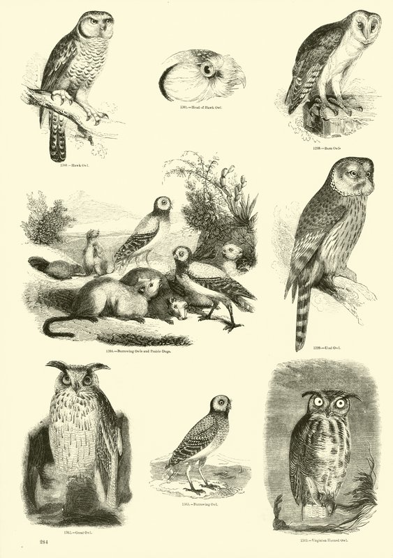 Página de El Museo Pictórico de la Naturaleza Animada de English School